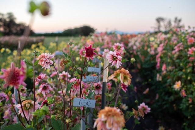 Meet the 2025 Floret Scholarship Winner
